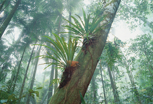 3 Day Cape Tribulation & Cooktown Wanderer - 4* Deluxe